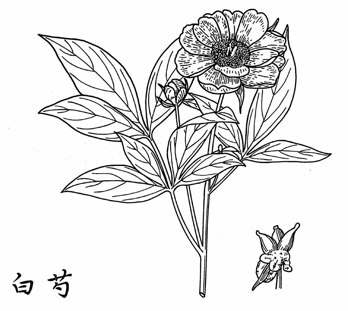 Bai Shao