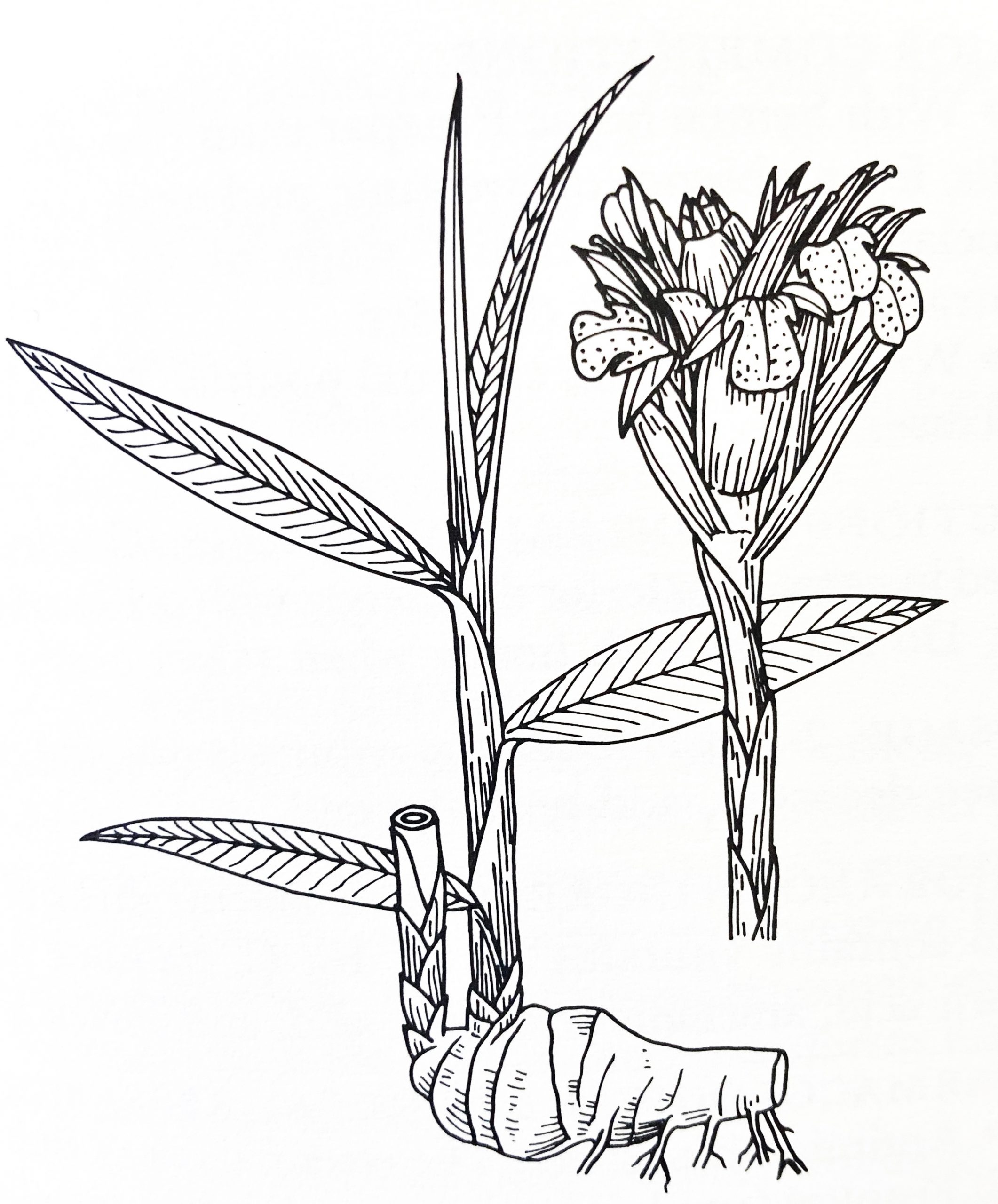 Sheng Jiang