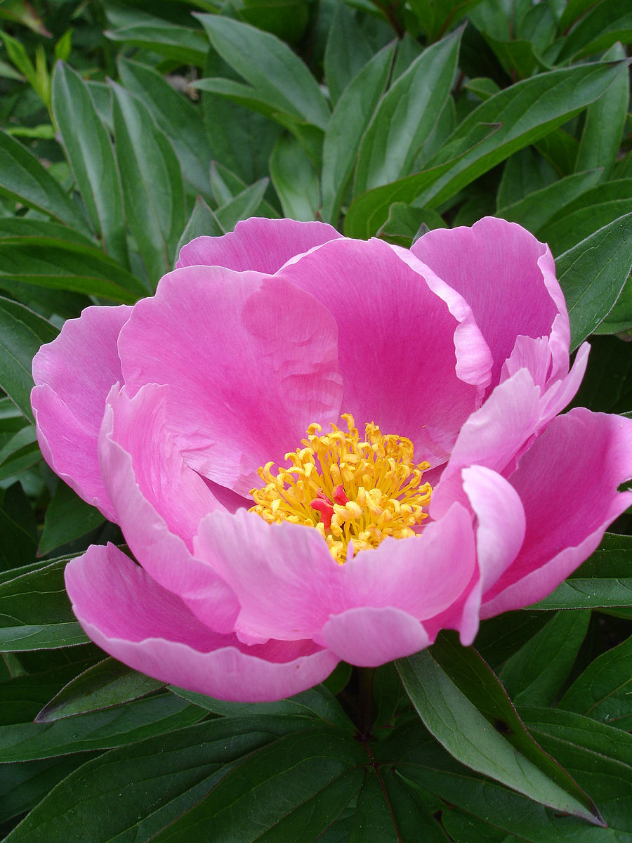 Paeonia lactiflora / Bai shao