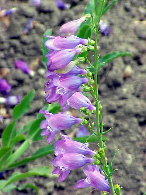Scutellaria barbata / Ban zhi lian